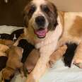 Dog mom adopts six orphan puppies