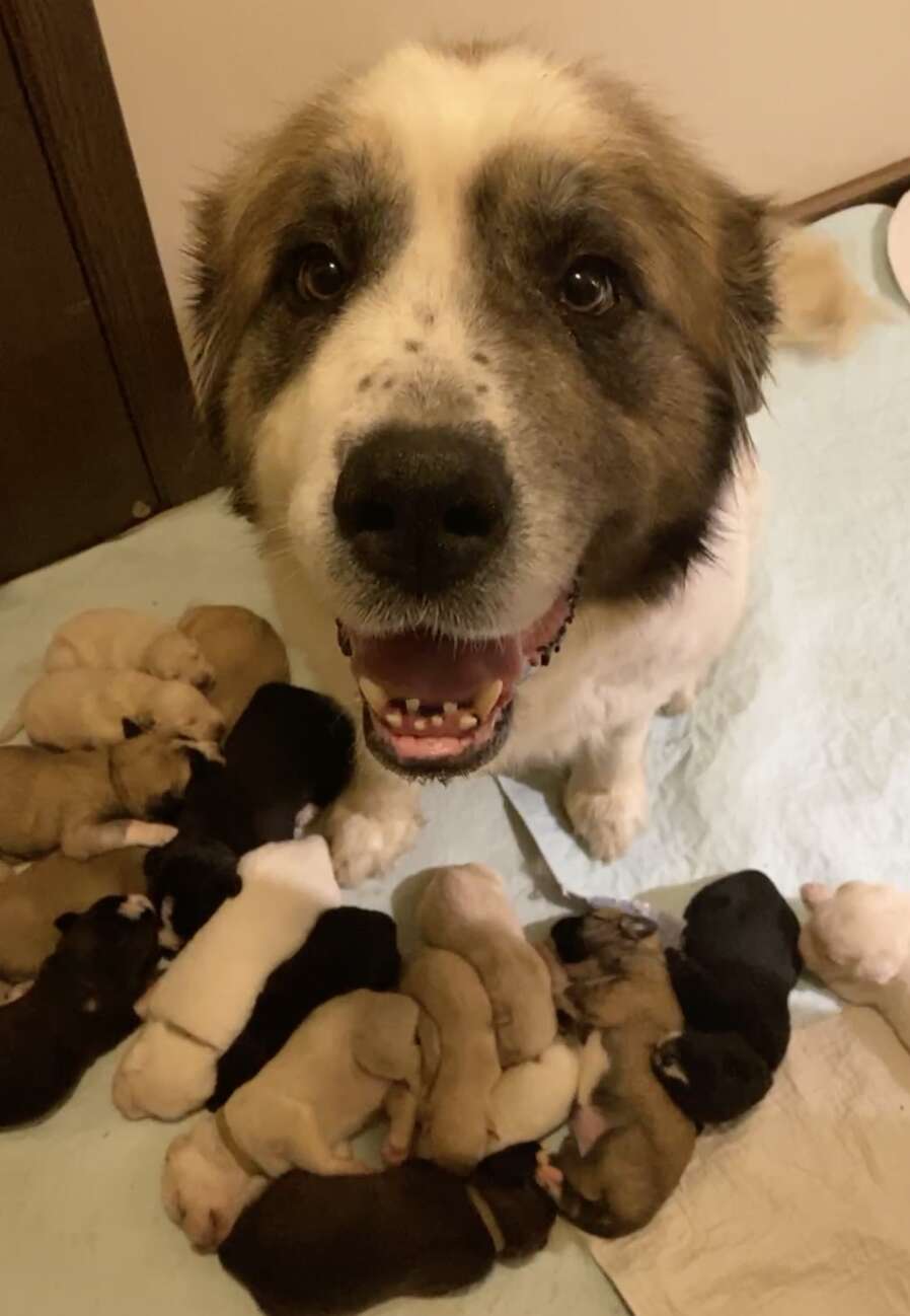 Dog smiles at the camera with her litter of pups