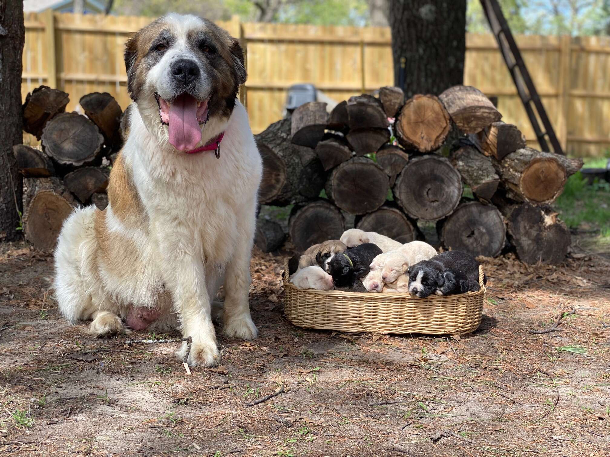 Dog poses with her litter of puppies