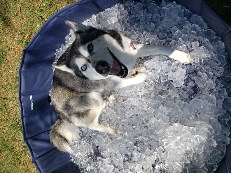 Husky sits in a pool of ice cubes and looks at the camera