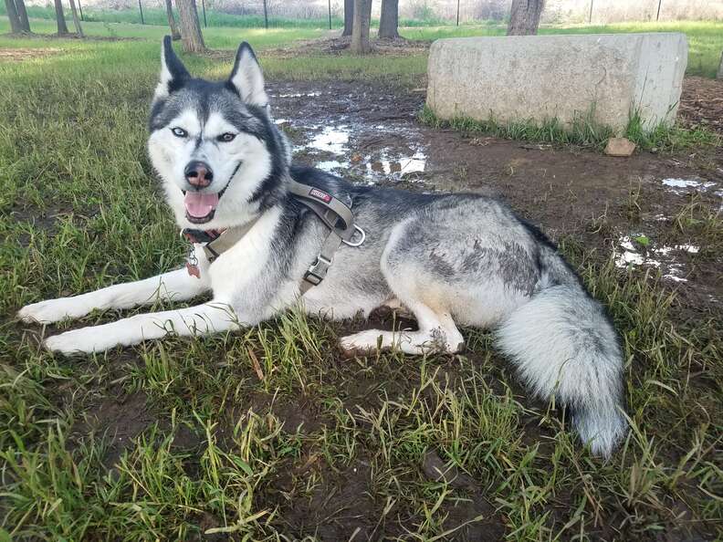 Husky lays in the grass with a smile