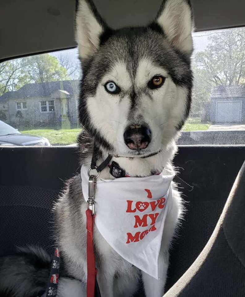 Husky sits in the car and looks at the camera