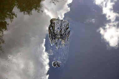 A gator under the water