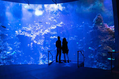 NightLife at California Academy of Sciences