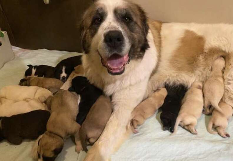 Dog sits for the camera with her litter of pups.