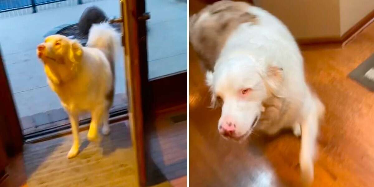Blind And Deaf Dog Uses Nose To Find Mom Every Day - The Dodo