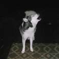 Husky howls at his mom outside in the rain.