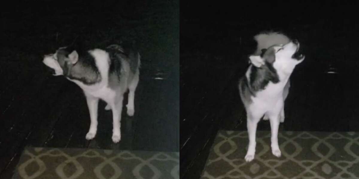 Dog Loves The Rain And Refuses To Go Inside - The Dodo