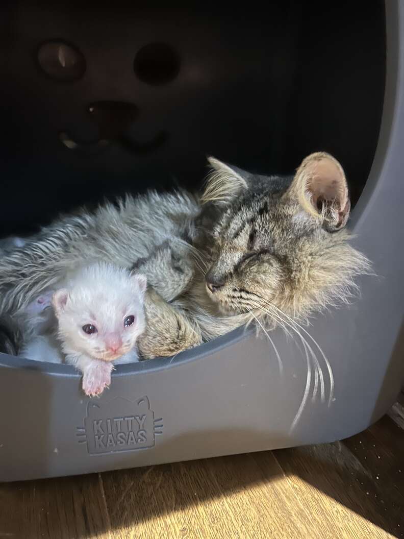 cat and her kittens