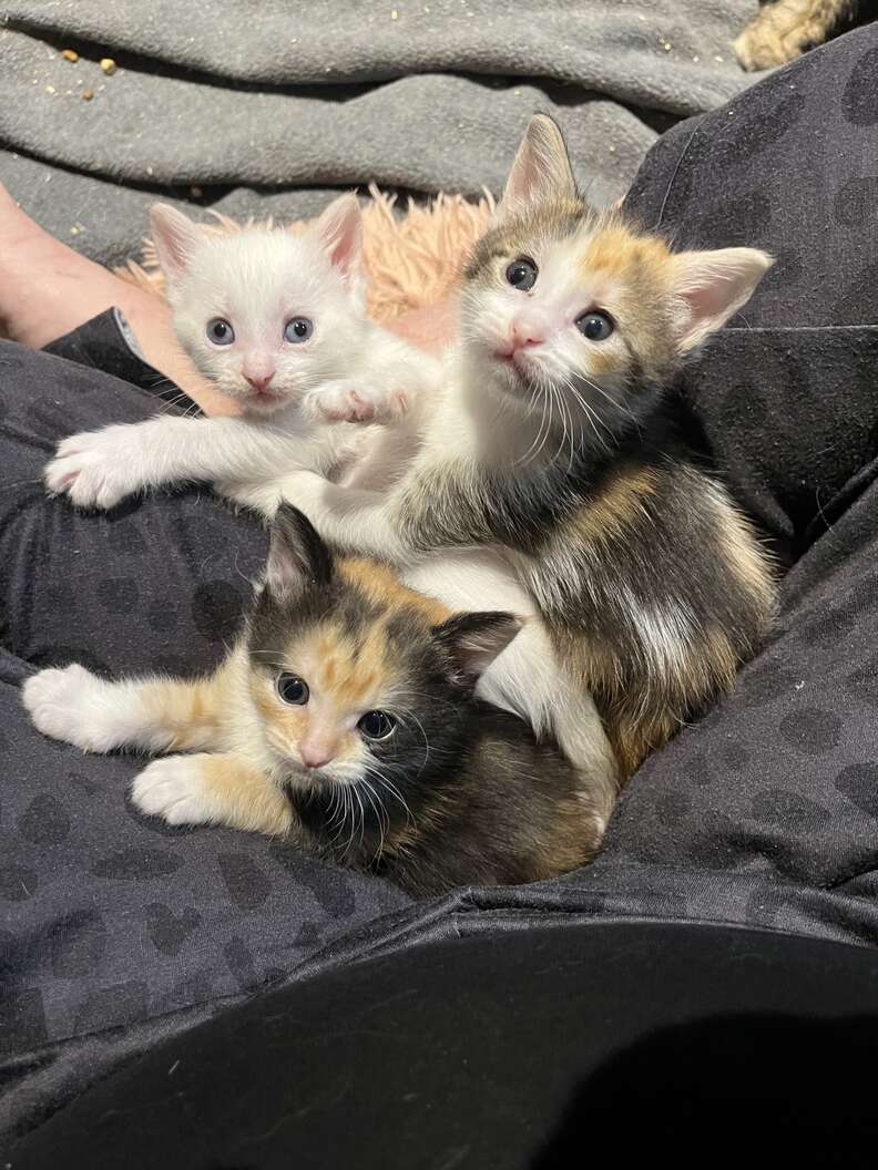 cute kittens