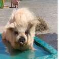 Rescue pig enjoys her new pool.