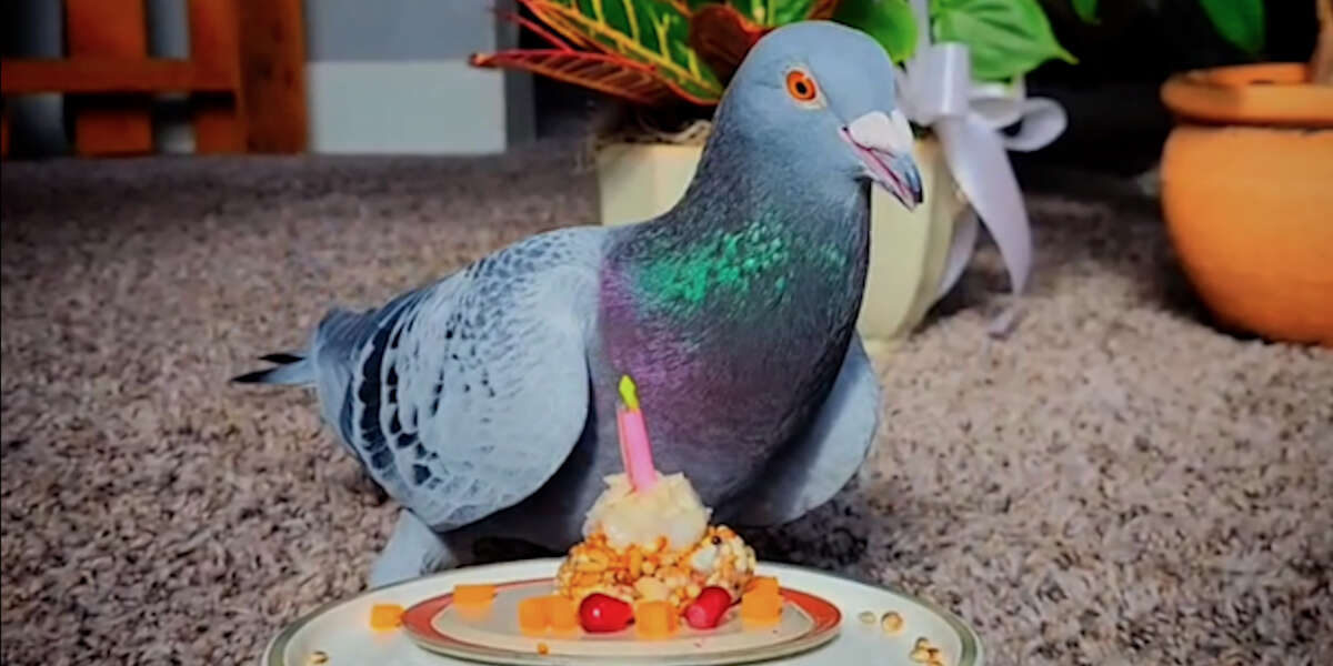 Pigeon Walks In A Harness With His Dog Siblings Videos The Dodo