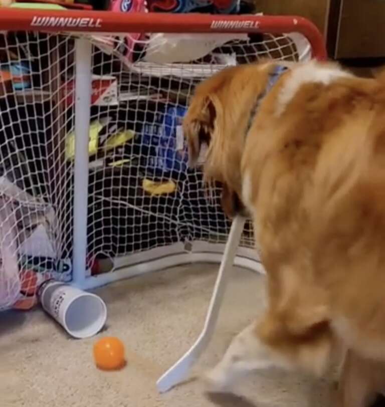 Dog hits ball with stick.