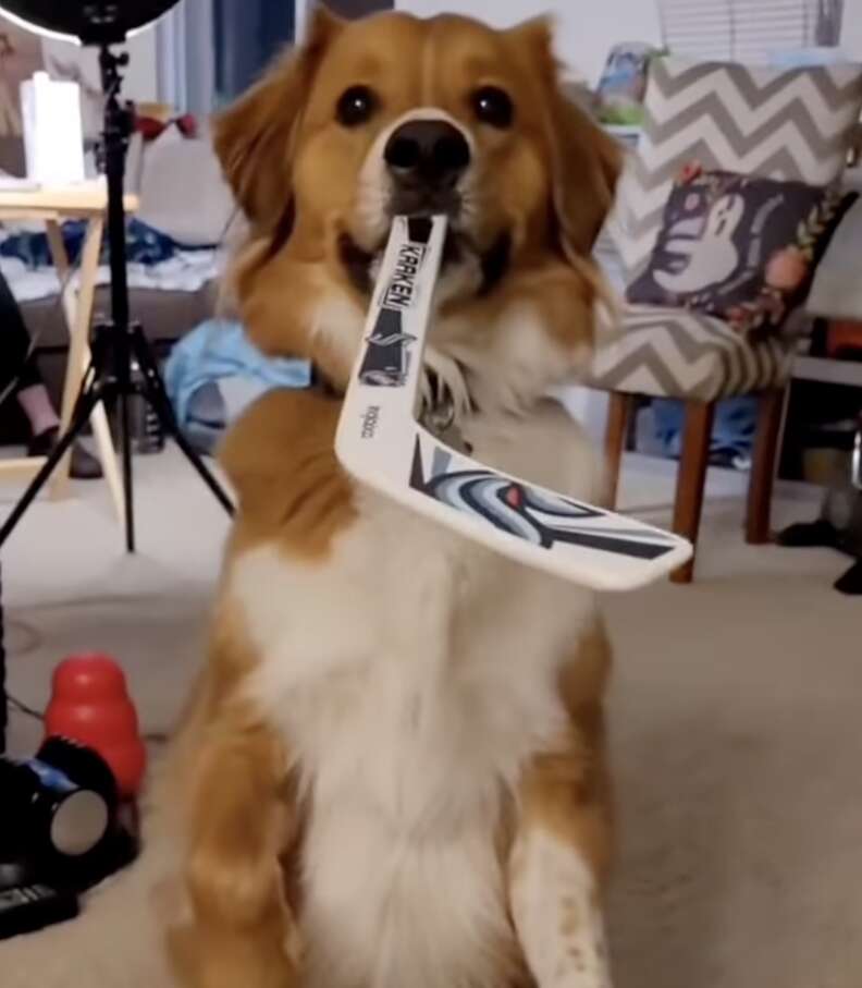 Dog holds hockey stick in his mouth as he poses.