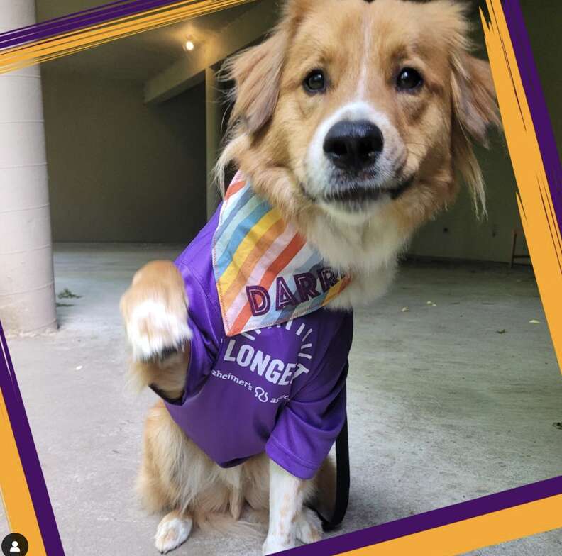 Dog poses in a purple shirt.