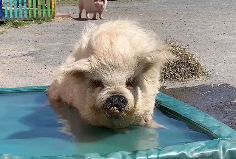 Pig relaxes in a green pool.