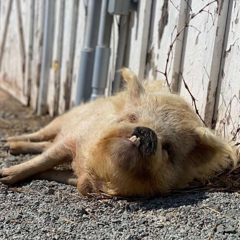Rescue pig sunbathes.