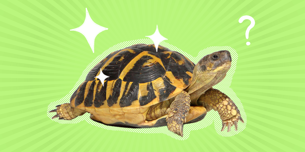 Turtle's Shell Is Soft: Here's What To Do, According to A Veterinary Expert  - DodoWell - The Dodo