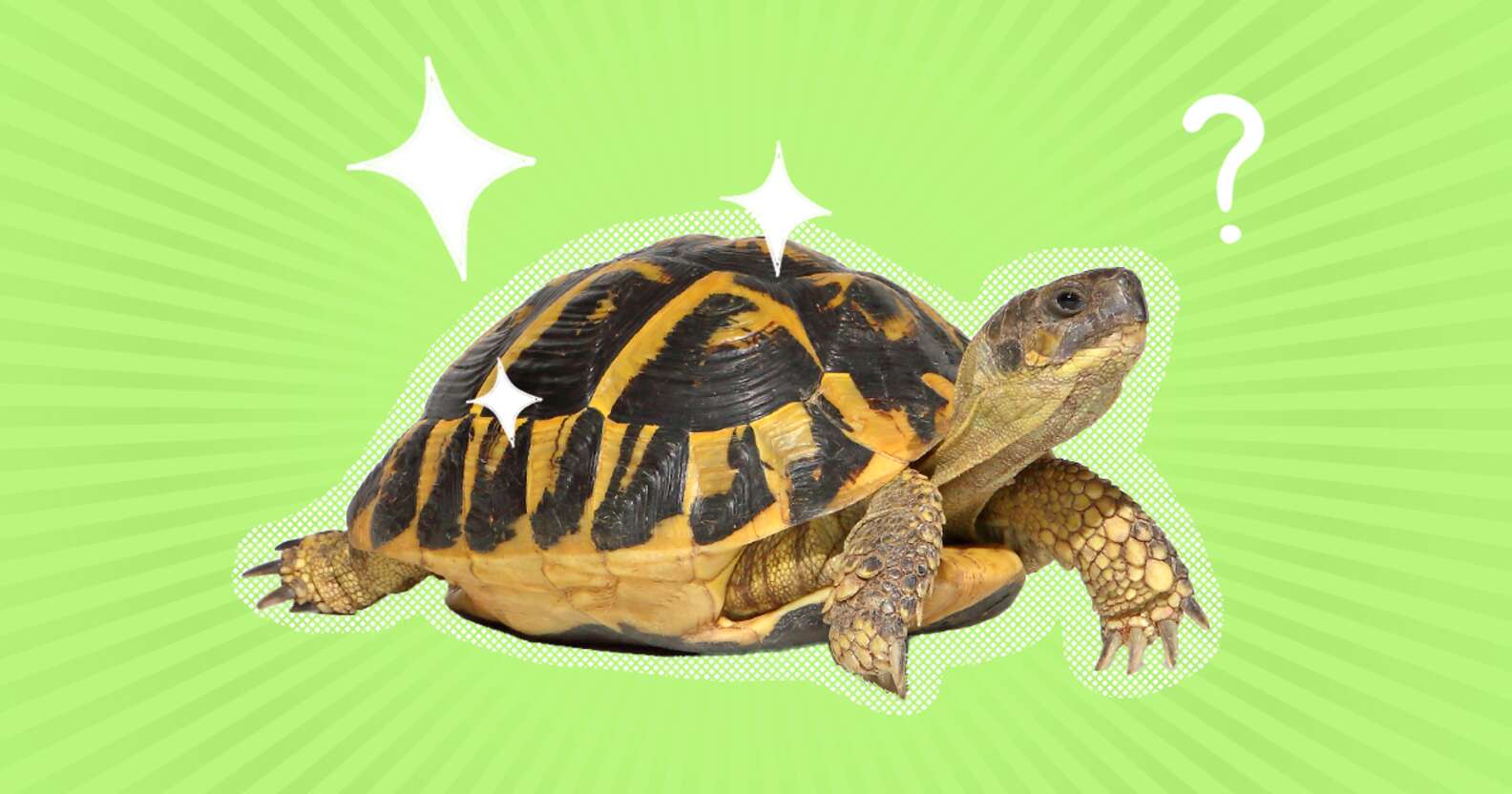 Turtle’s Shell Is Soft: Here’s What To Do, According to A Veterinary ...