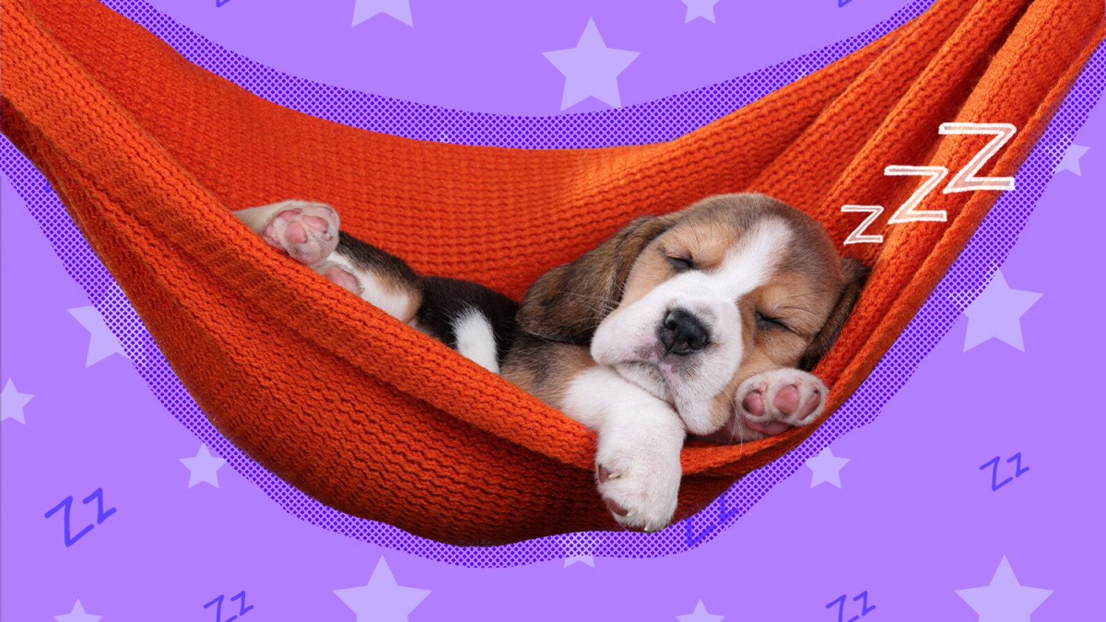 View of Melatonin For Dogs: Is It Safe? Here’s What A Canine Expert Wants Pet ...
