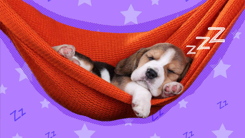 Melatonin For Dogs Is It Safe Here s What A Canine Expert Wants