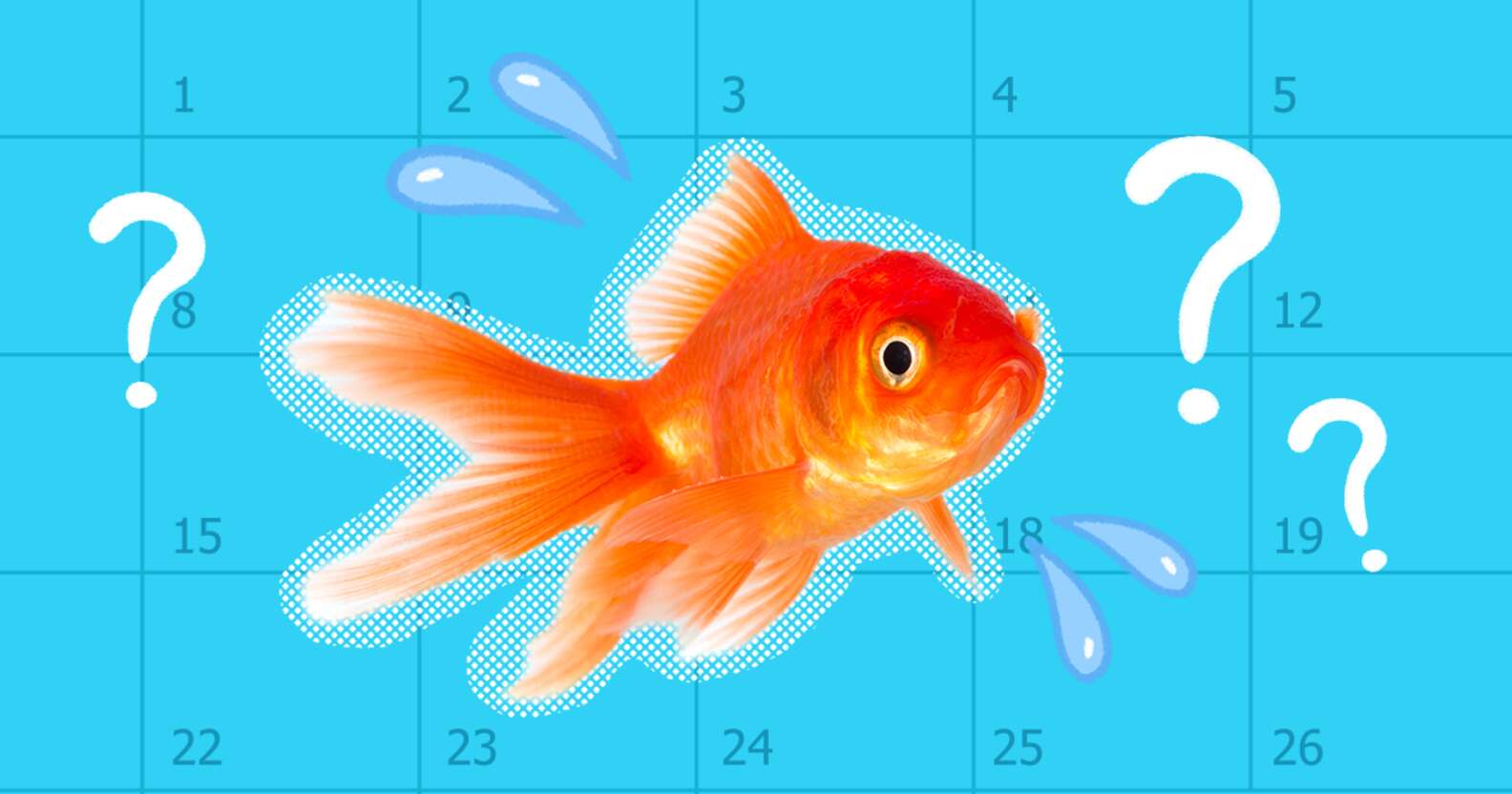 how-long-do-goldfish-live-animal-experts-weigh-in-dodowell-the-dodo