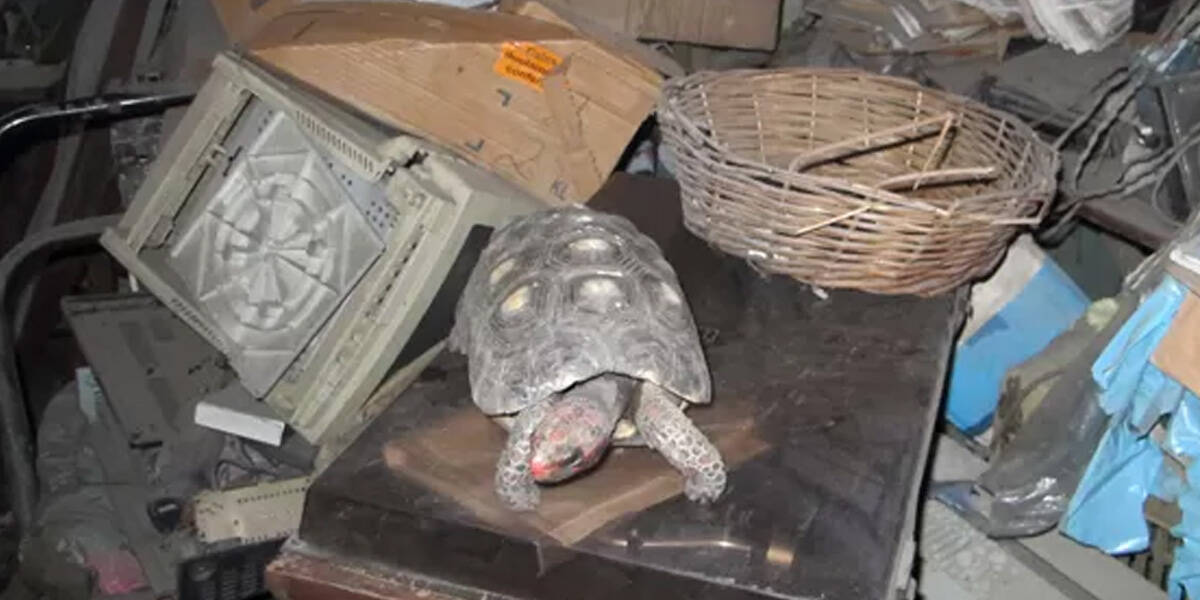 Seeking Sid: 75-pound tortoise on the loose in WNC, owner
