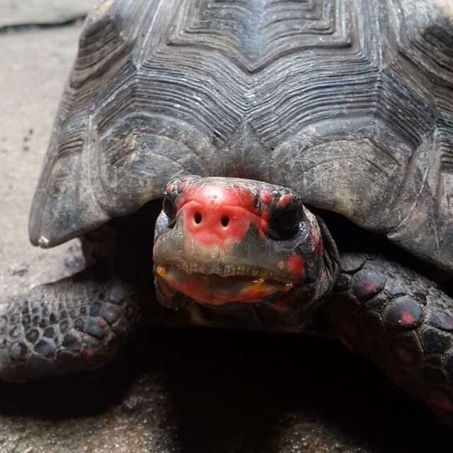 Seeking Sid: 75-pound tortoise on the loose in WNC, owner