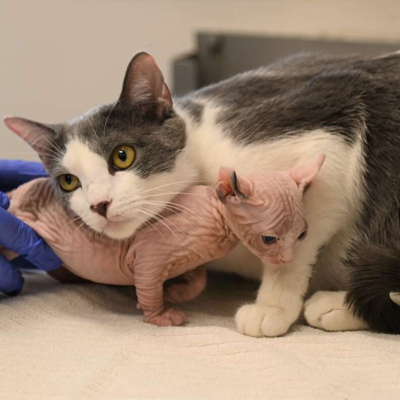 Mother cat adopts tiny, hairless kitten