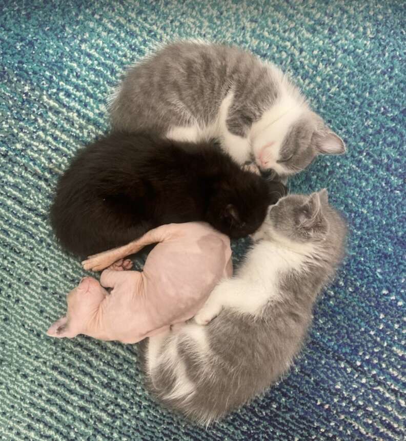 Mama Cat Adopts A Tiny Naked Kitten Who S Different Than The Rest The Dodo Mama Cat Adopts A Tiny Naked Kitten Who S Different Than The Rest The Dodo