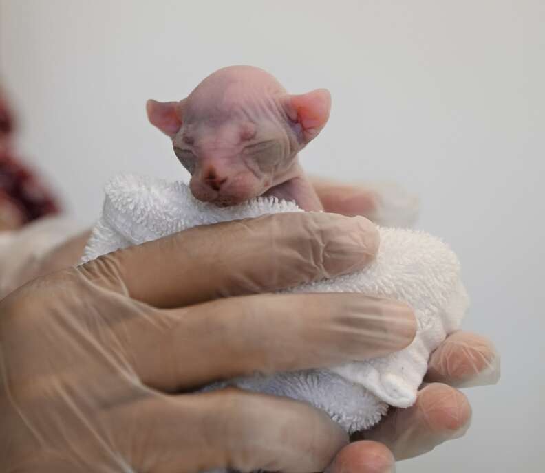 Mama Cat Adopts A Tiny Naked Kitten Whos Different Than The Rest The Dodo