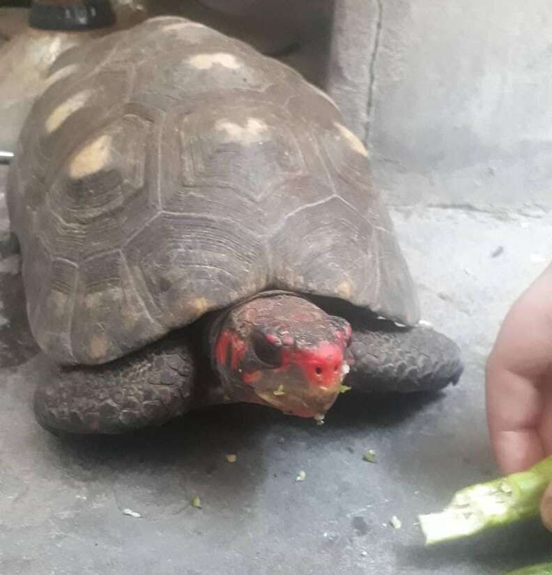 Seeking Sid: 75-pound tortoise on the loose in WNC, owner