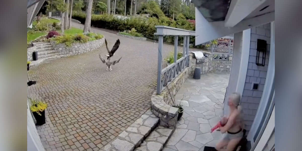 Breastfeeding Mom Rushes To Save Goose From Eagle Attack The Dodo