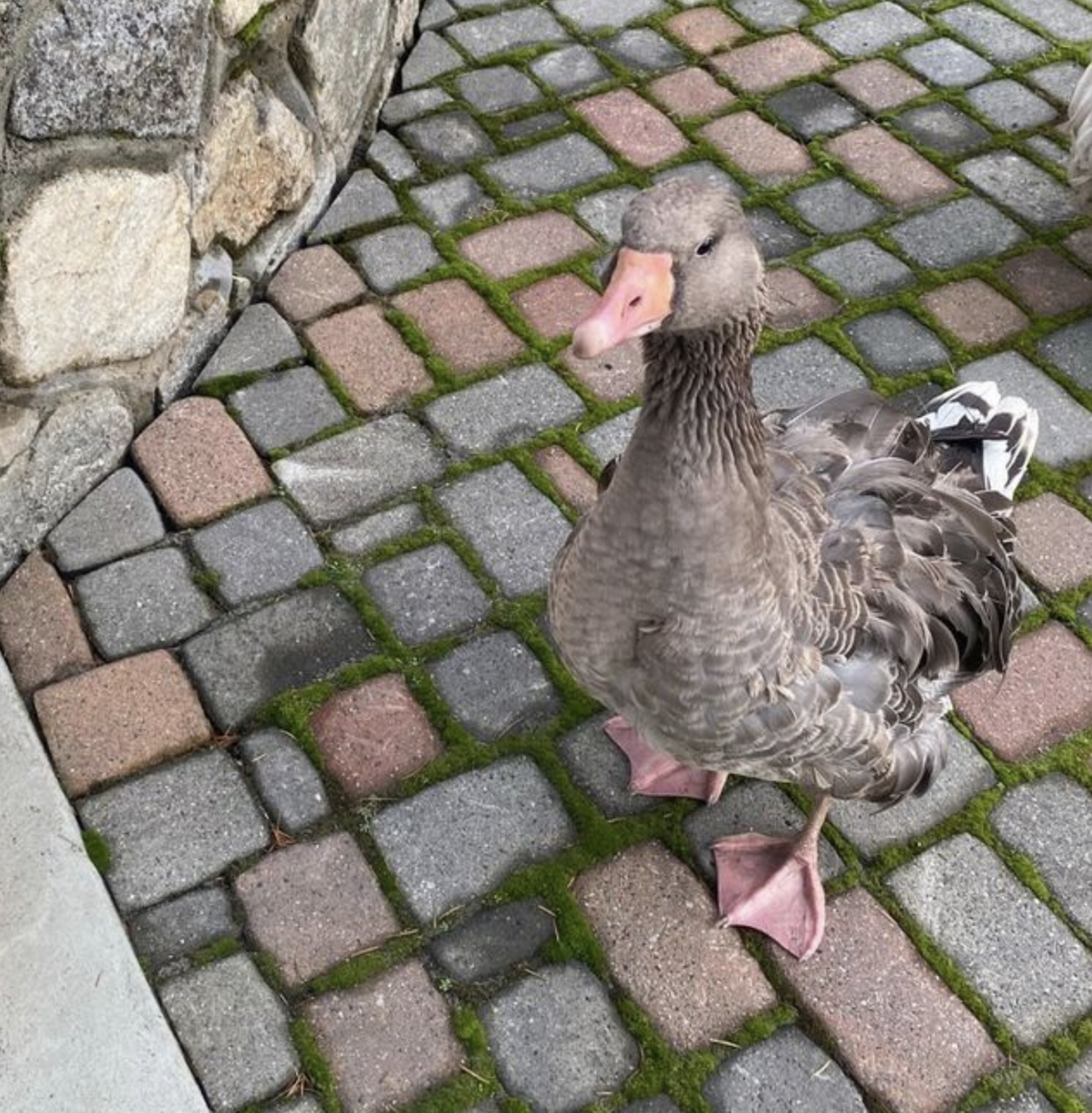 Breastfeeding Mom Rushes To Save Goose From Eagle Attack The Dodo
