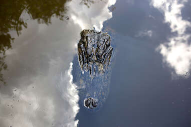 A gator under the water