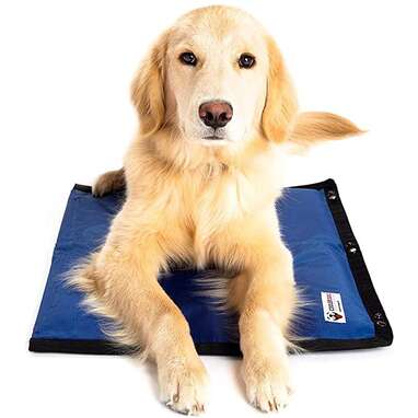 Best for muti-dog households: CoolerDog Dog Cooling Mat