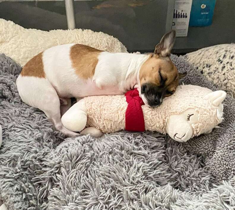 Special Shelter Dog Loves To Cuddle With His Stuffed Animal