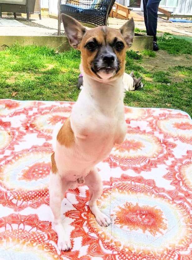 Dog loves stuffed animal on sale