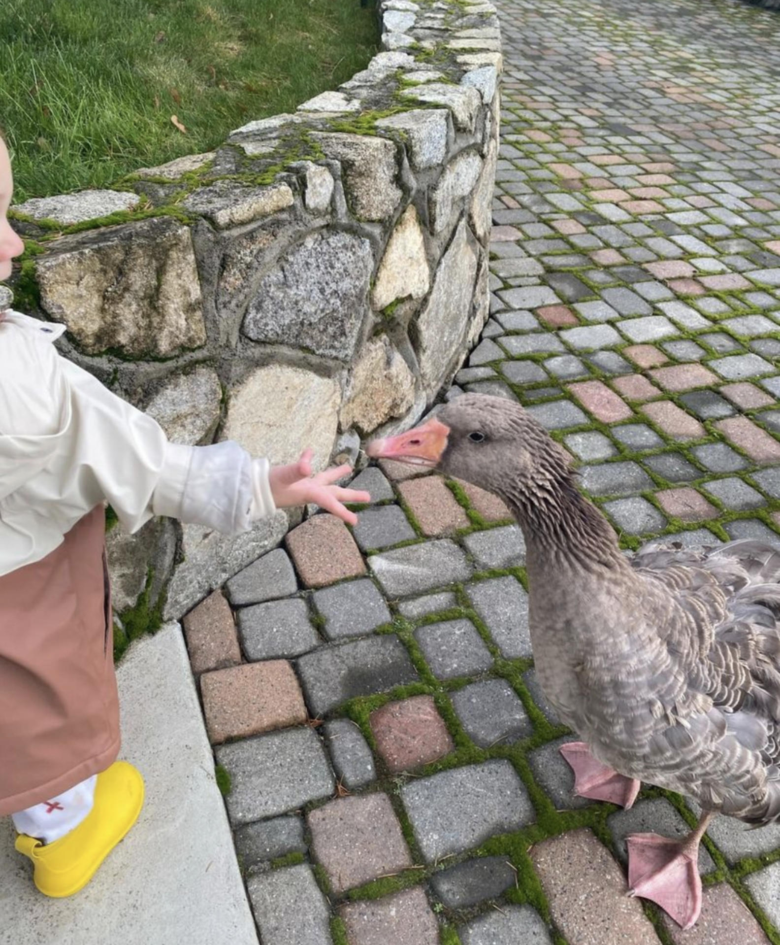 Breastfeeding Mom Rushes To Save Goose From Eagle Attack The Dodo