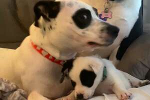 dog and puppy cuddling