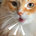 orange cat meowing