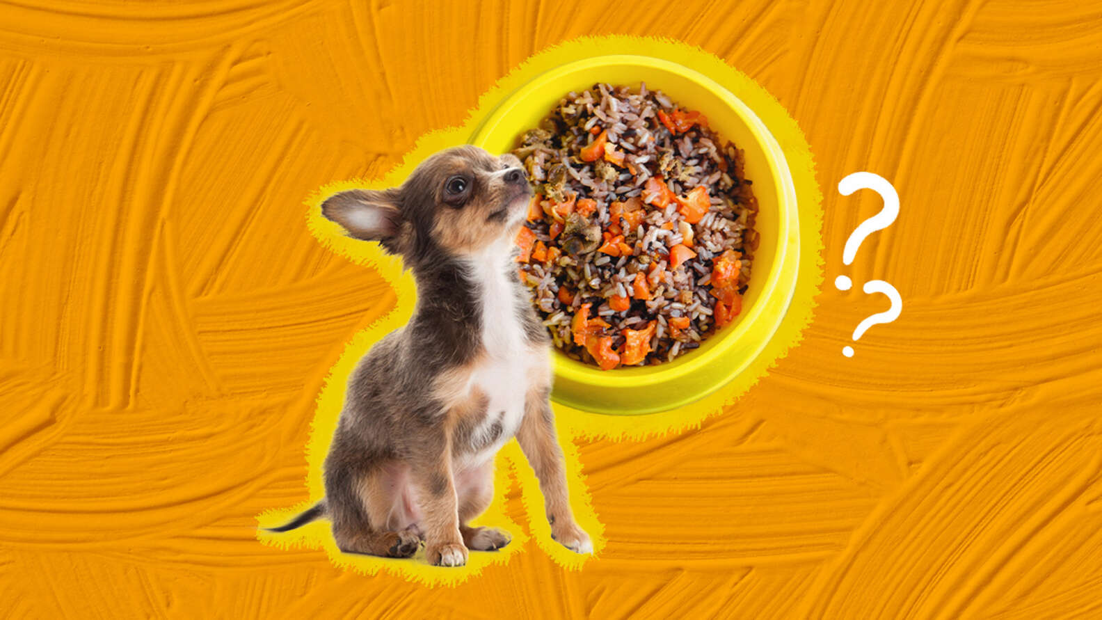 Can Dogs Eat Brown Rice? And How Much Is Safe? - DodoWell - The Dodo