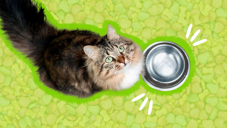 What to do when your cat stops clearance eating