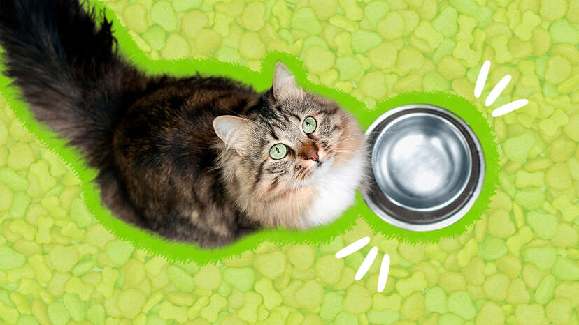 How Long Can Cats Go Without Food And Water A Vet Explains