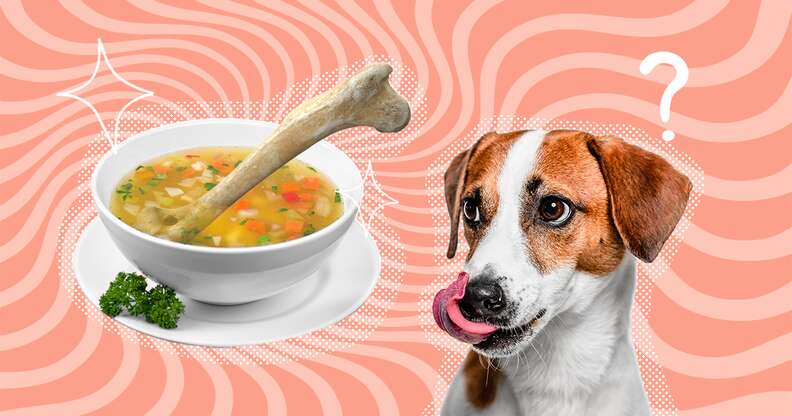 Bone Broth For Dogs Benefits And How To Feed It To Your Pet DodoWell The Dodo