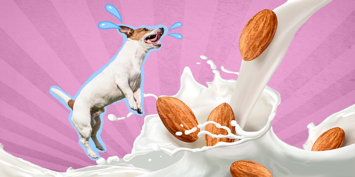 Can Dogs Have Almond Milk And How Much Is Safe DodoWell The Dodo