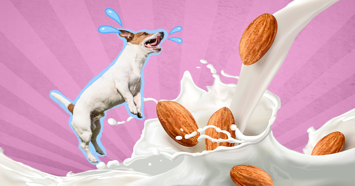 is almond milk toxic to dogs