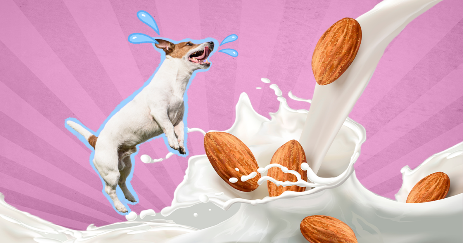 Can Dogs Have Almond Milk? And How Much Is Safe? DodoWell The Dodo