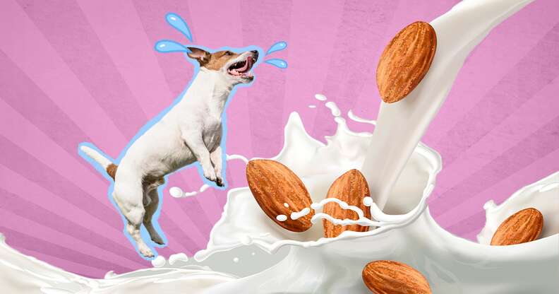 Can puppies eat outlet almonds