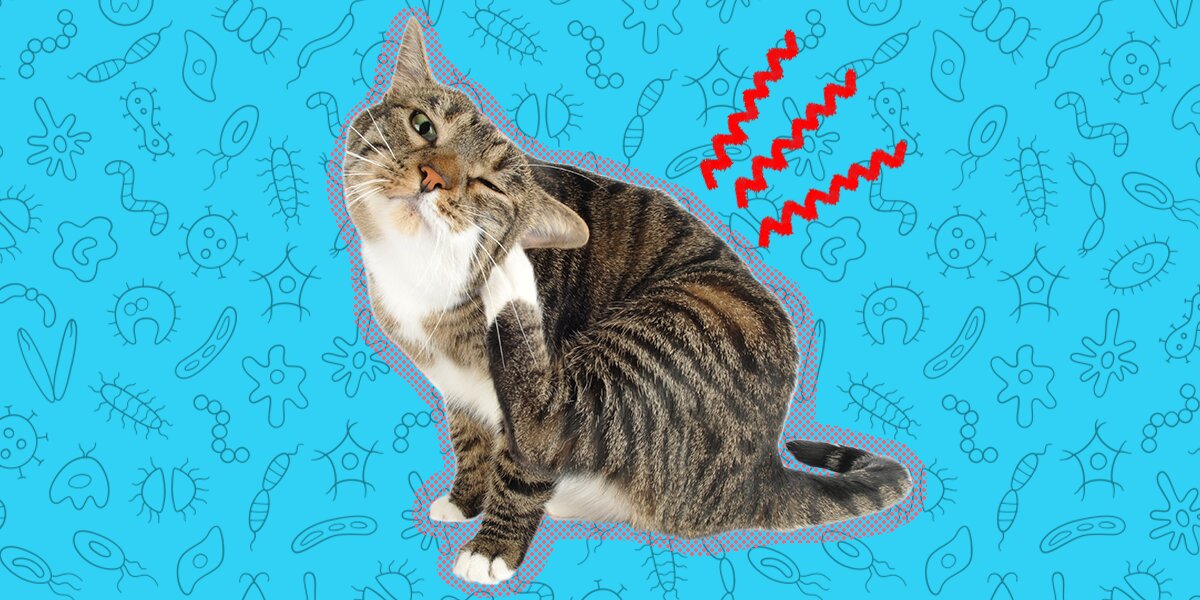 What s Mange In Cats And How Do You Get Rid Of It DodoWell